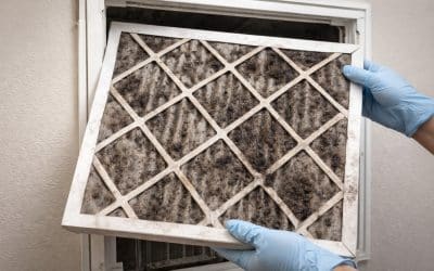 Found Black Mold On Your Air Filter? Here’s What It Means